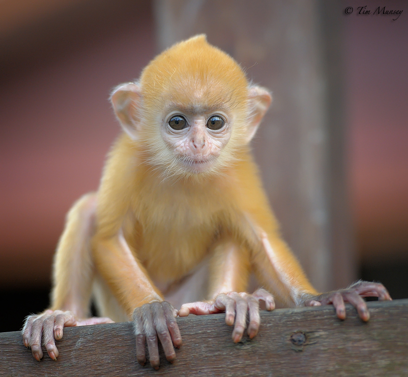 Silver Leaf Baby_2